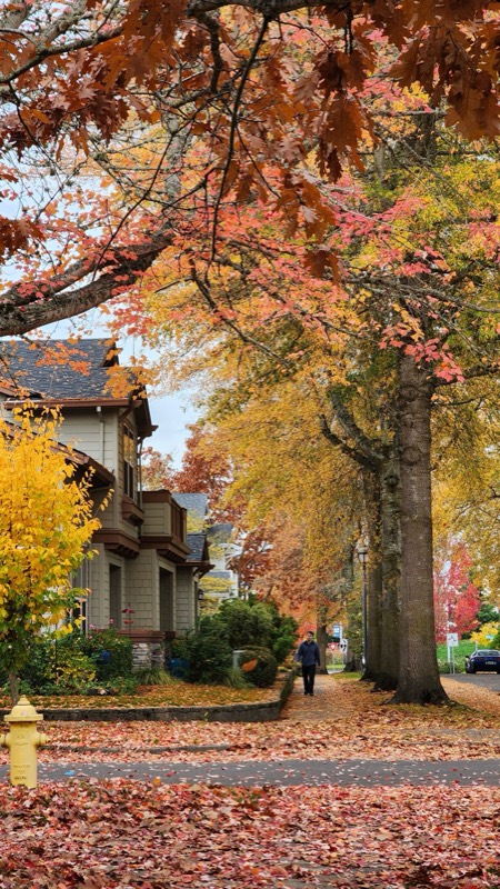 A tree-lined residential street in autumn